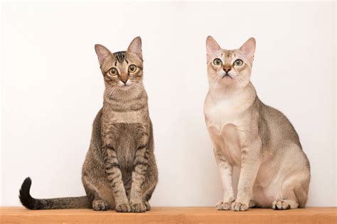 File:Singapura Cats.jpg - Wikimedia Commons