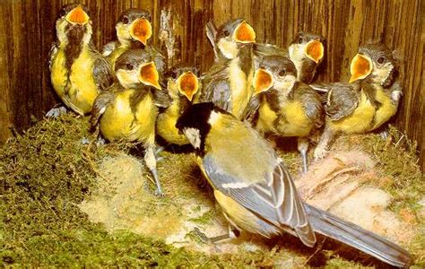 Wann die brutzeit beginnt und wie sie die vögel in ihrem eigenen garten unterstützen können, lesen sie im beitrag. Das fliegende Klassenzimmer