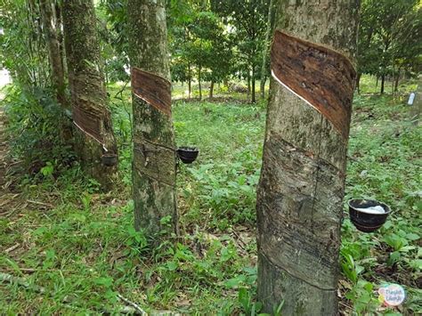Trees make our world a beautiful place. Rubber Tree Plantations Thailand - Seeing the Wood & the ...