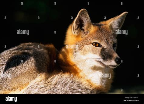 Portrait Of A Swift Fox Vulpes Velox Canada Stock Photo Alamy