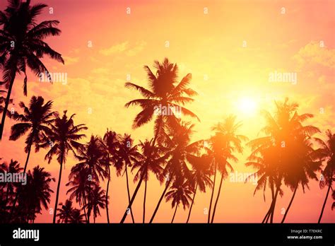 Tropical Shore Sunset Beach Palm Tree Silhouettes And Sun Down Stock