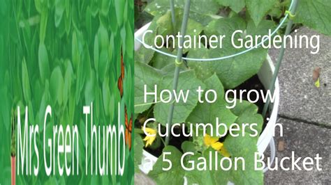 Container Gardening How To Grow Cucumbers In A 5 Gallon Bucket YouTube