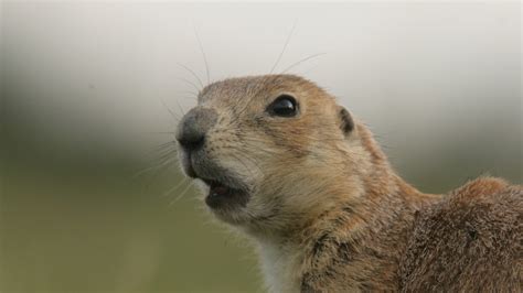 What Is The Lifespan Of A Prairie Dog