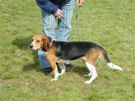 Our adoption centers in detroit, westland and howell are accepting walk ups for pet adoptions with the following restrictions. Beagle - Marshall - Medium - Adult - Male - Dog for Sale ...