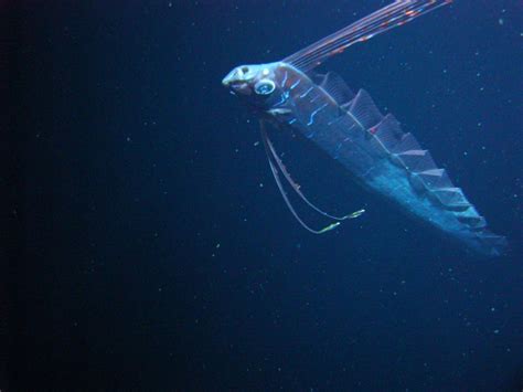 Scientists Capture Footage Of Giant Deep Sea Fish Off Gulf