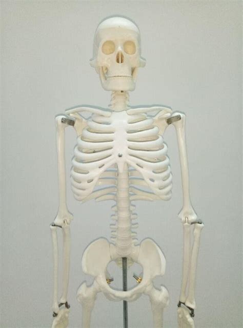 medical life size real human skeleton for sale hs 180c yanyang china trading company