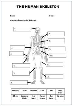 The Human Skeleton Worksheet Is Shown With Labels For Each Part Of The Body