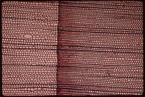 Filemagnification Of Phloem Or Xylem Tubes In Douglas Fir Wood Taken
