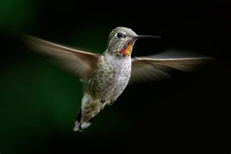 Stunning Flying Hummingbird Capture Awarded Potw Ephotozine