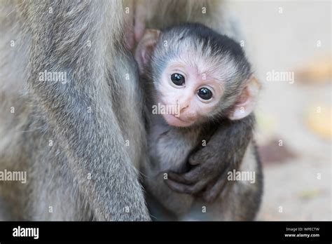 A Newborn Baby Vervet Monkey In Its Mothers Clutches Stock Photo Alamy