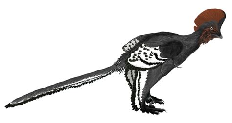 Arti melihat ular makan cicak berkaitan dgn angka togel. Anchiornis huxleyi Spesies Dinosaurus Yang Memiliki Tubuh ...