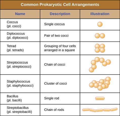 32 Unique Characteristics Of Prokaryotic Cells Biology Libretexts