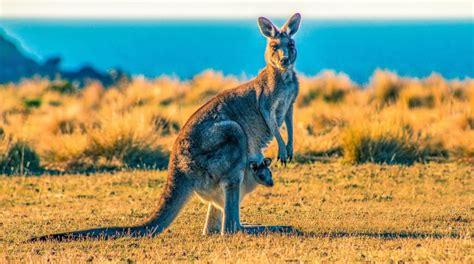 Where To See Wild Kangaroos In Sydney The Best Places Near Sydney