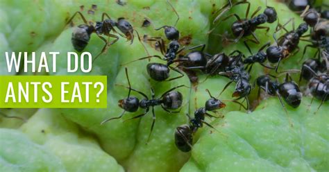 What Do Ants Eat [surprising Answers] Pest Resources