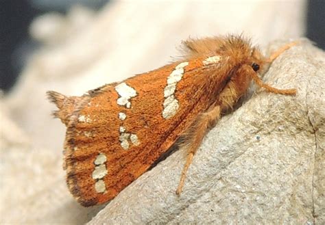 Ceredigion Moths Small Seraphim And Gold Swift