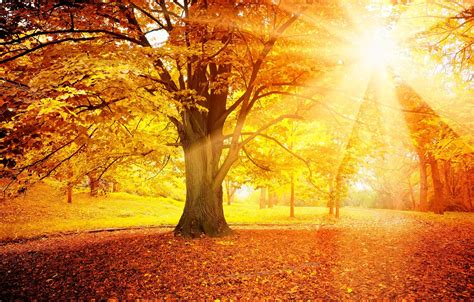 Wallpaper Autumn Forest Leaves The Sun Tree Autumn Leaves Images