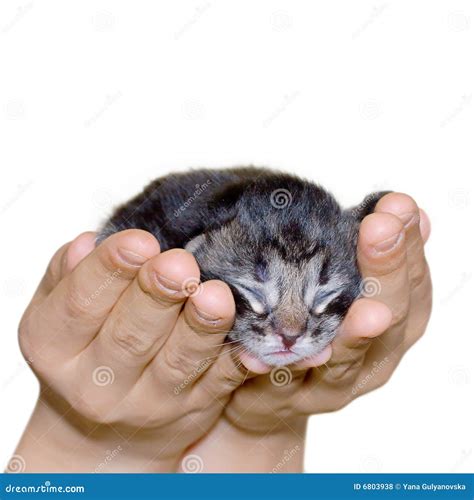 Cat In Human Hand Royalty Free Stock Photos Image 6803938