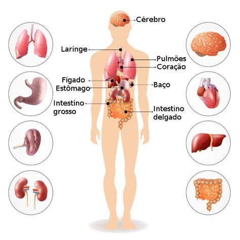 Funcionamento Do Corpo Humano