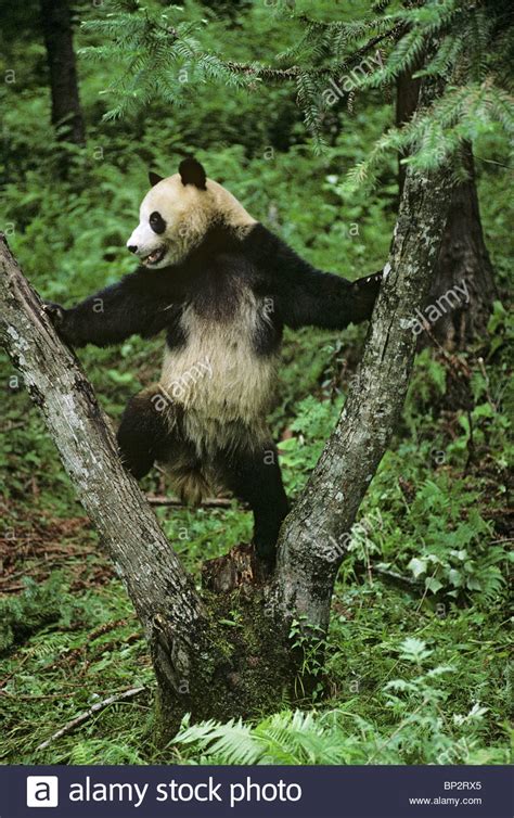 Giant Panda Plays In Fork Of Tree Wolong China June Stock Photo Alamy