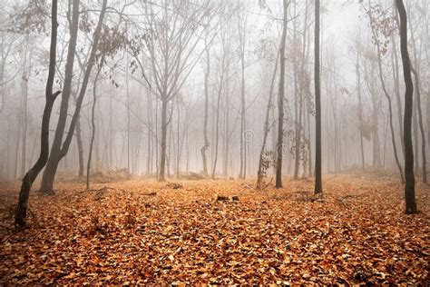 Autumn Foggy Landscape Stock Photo Image Of October 23423912