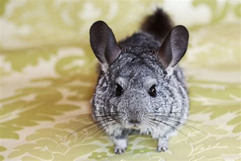 Remember chinchillas are very sneaky you will need the proper cage, or your i think chinchillas are wonderful pets! How to Care for a Pet Chinchilla