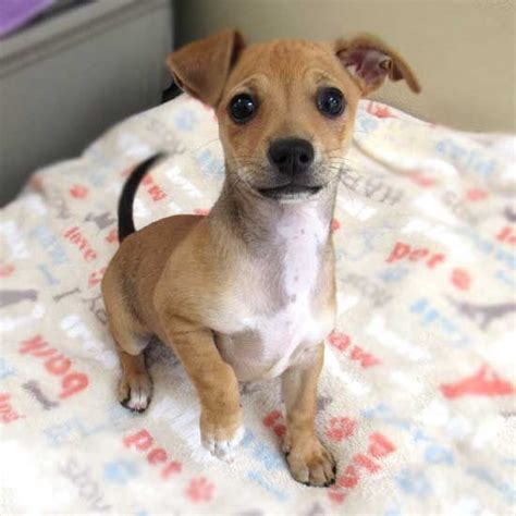 Considering cat or dog adoption? Dog Adoption San Diego - Adopt A Dog | Cat Adoption San ...