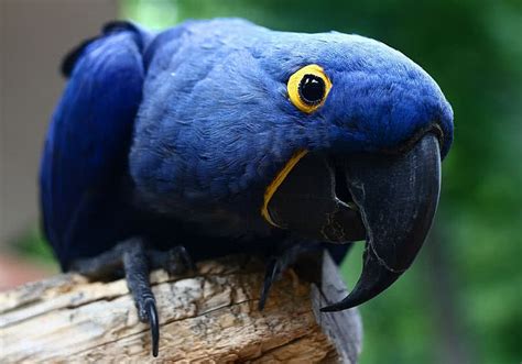 Top 10 Most Beautiful Birds In The World The Mysterious World