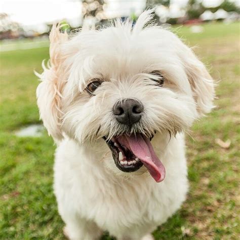 Weston Is A Four Year Old Rescued Maltese X Shih Tzu Someone Tried To