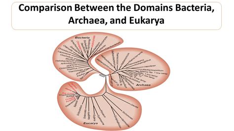 Comparison Between The Domains Bacteria Archaea And Eukarya