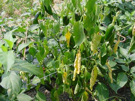 Start seed indoors six to eight weeks prior to this date. Southern Blight: Large Variety of Plants Vulnerable to ...