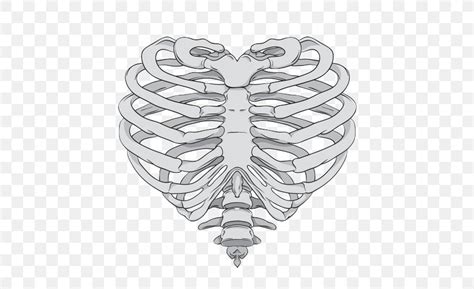 The rib cage surrounds the lungs and the heart, serving as an important means of bony protection for these vital organs. Rib Cage Heart Human Skeleton Anatomy, PNG, 500x500px ...