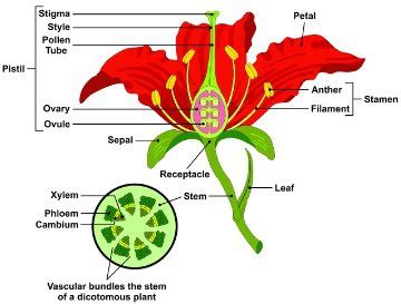 Essential And Nonessential Parts Of Hibiscus Flower Eveliza Tumisma
