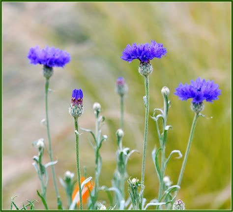 Cornflower Blue Centaurea Flower Power Tdlucas5000 Flickr