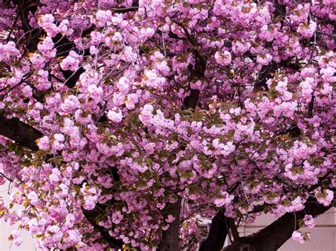 The yoshino cherry tree is a showy flowering cherry tree. The Top 15 Flowering Trees for a Beautiful Garden