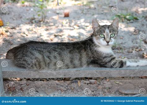 Awesome Cat With Turquoise Eyes Stock Photo Image Of Household