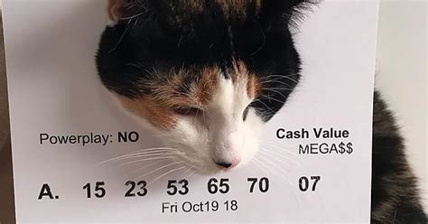 Even Cats Have Lottery Fever Album On Imgur