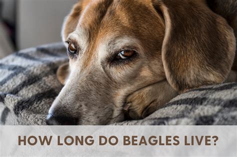 How Long Do Beagles Live Lifespan Of Beagles Explained