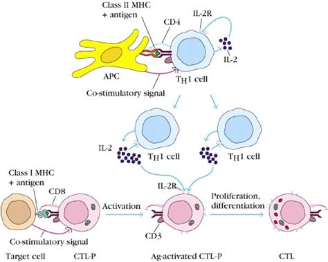 15 Effector Mechanisms Of Cell Mediated Immune Response Greekdoctor