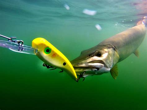Llungen Lures Musky Fishing Baits And Fishing Lures