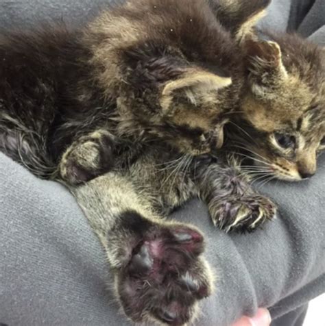 Photos Kittens Used As Bait For Dog Fighting Rescued
