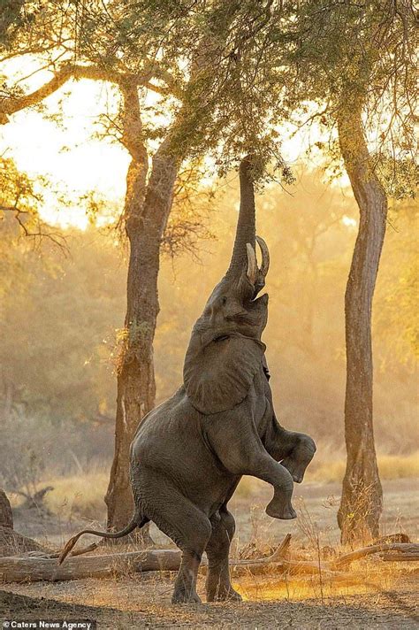 Elephant Stands On Its Back Legs To Grab Fruit From A Tree In Zimbabwe