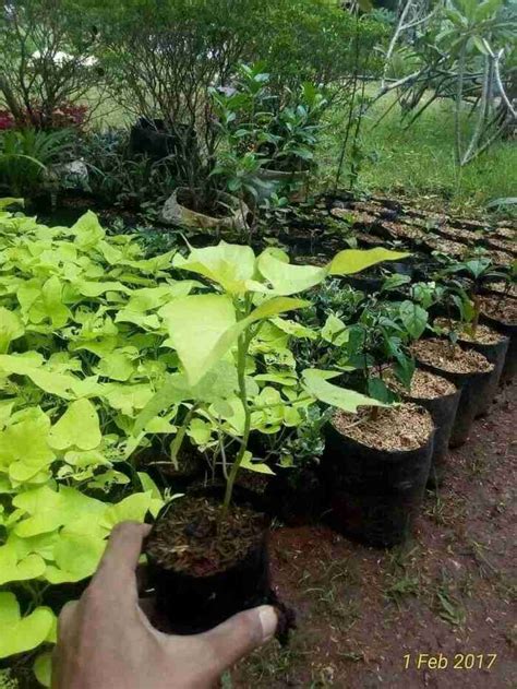 Jual Tanaman Umbi Ubi Kuning Tanaman Hias Di Seller Halaman Taman