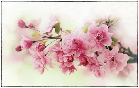 Faded Blossom Photograph By Jessica Jenney Pixels