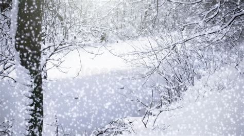 Falling Snow In The Alpine Forest Switzerland Stock Video Video Of