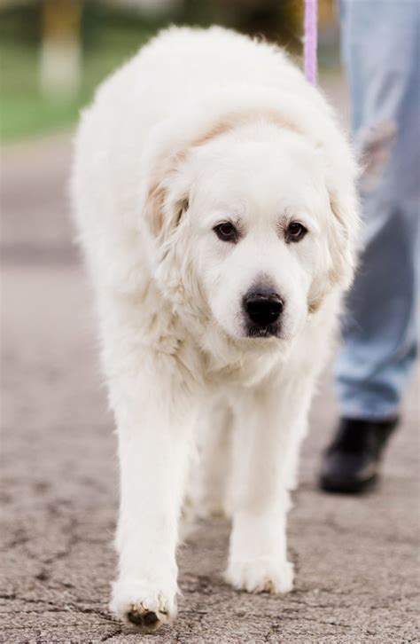 Great pyrenees lab mix all you need to know about pyradors. Pyrador - Your Guide To The Great Pyrenees Labrador Mix
