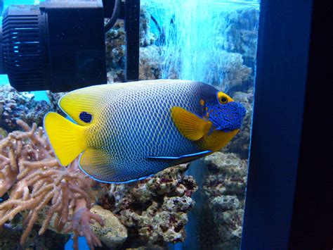 Blueface Angelfish Phased Out Zoochat
