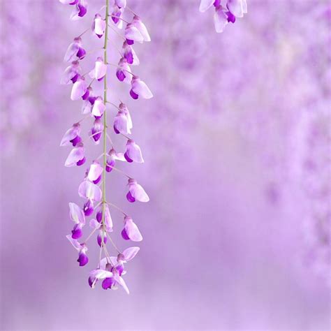 Download Purple Flower Background By Amartinez Purple Flower