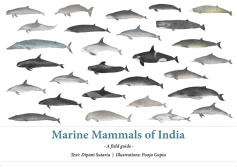 Identification Guide Marine Mammal