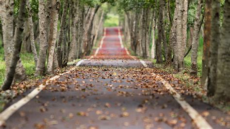 Road Between Trees And Falling Leaves During Fall Season 4k 5k Hd