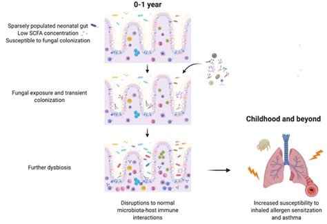 Bacterialfungal Interactions In The Neonatal Gut Influence Asthma